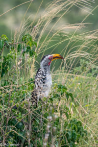 Kruger National Park, South Africa - Self drive from Satara to Berg-en-Dal