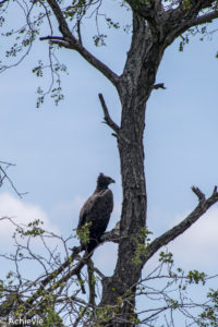 Kruger National Park, South Africa - Self drive from Satara to Berg-en-Dal