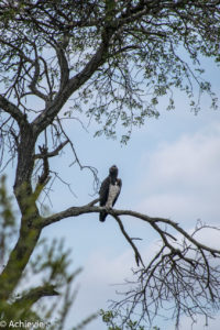 Kruger National Park, South Africa - Self drive from Satara to Berg-en-Dal