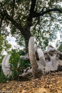 SouthAfrica_Wolhuter_Camp-0008