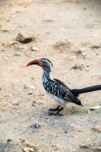 Kruger National Park, South Africa - Wolhuter Wilderness Trail - Camp site