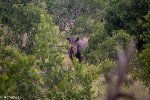 Kruger National Park, South Africa - Wolhuter Wilderness Trail