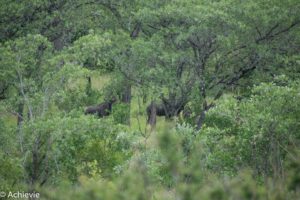 SouthAfrica_Wolhuter_Day1-0015