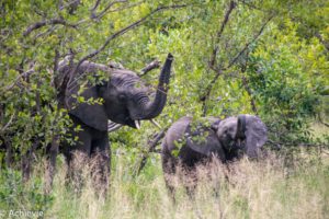 Kruger National Park, South Africa - Wolhuter Wilderness Trail