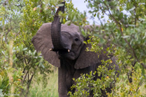 Kruger National Park, South Africa - Wolhuter Wilderness Trail