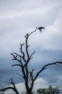 Kruger National Park, South Africa - Wolhuter Wilderness Trail