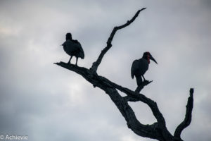 Kruger National Park, South Africa - Wolhuter Wilderness Trail