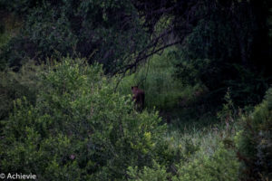 Kruger National Park, South Africa - Wolhuter Wilderness Trail