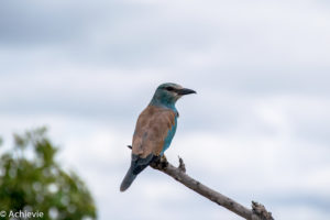 SouthAfrica_Wolhuter_Day2-0009