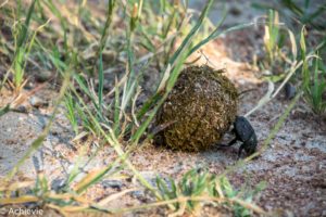 SouthAfrica_Wolhuter_Day2-0011