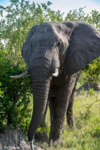 SouthAfrica_Wolhuter_Day2-0012