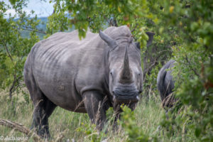 Kruger National Park, South Africa - Wolhuter Wilderness Trail