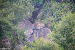 Kruger National Park, South Africa - Wolhuter Wilderness Trail