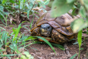 Swaziland_Hlane-0008