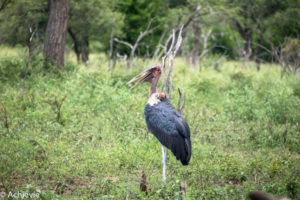 Hlane Royal National Park, Swaziland (eSwatini)