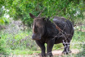 Swaziland_Hlane-0013