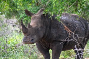 Swaziland_Hlane-0014