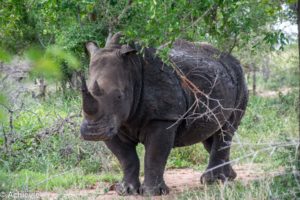 Swaziland_Hlane-0015