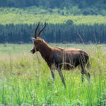 Swaziland_Mlilwane-0004