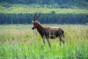 Mlilwane Wildlife Sanctuary, Swaziland (eSwatini)