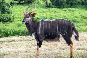 Mlilwane Wildlife Sanctuary, Swaziland (eSwatini)