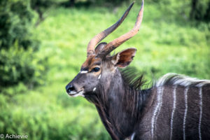 Mlilwane Wildlife Sanctuary, Swaziland (eSwatini)