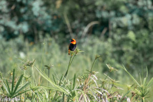 Swaziland_Mlilwane-0015