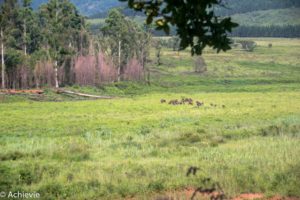 Swaziland_Mlilwane-0016