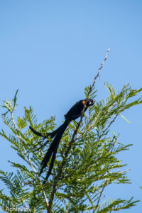 Swaziland_Mlilwane-0025