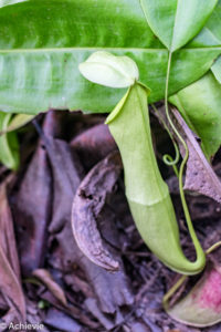 Borneo_AimanBatangAi_Canopy-0005