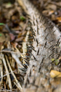 Borneo_AimanBatangAi_Canopy-0006