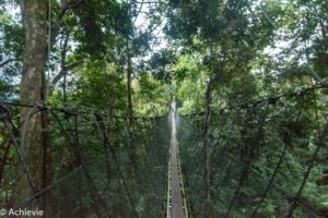 Borneo_AimanBatangAi_Canopy-0008