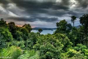 Borneo_AimanBatangAi_Canopy-0010