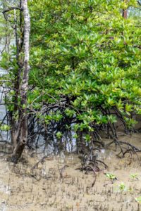 Borneo_Bako_Hike-0004