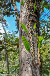Borneo_Bako_Hike-0028