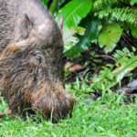 Borneo_Bako_Wildlife-0001