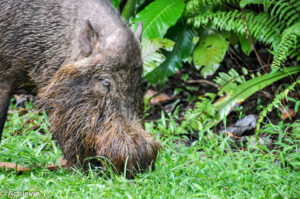 Borneo, Malaysia - Sarawak - Bako National Park - Hiking & Wildlife