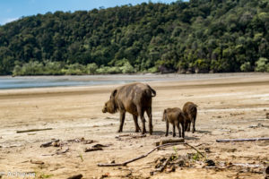 Borneo, Malaysia - Sarawak - Bako National Park - Hiking & Wildlife