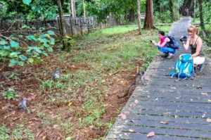 Borneo, Malaysia - Sarawak - Bako National Park - Hiking & Wildlife