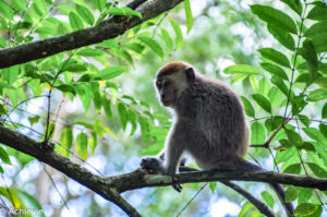 Borneo, Malaysia - Sarawak - Bako National Park - Hiking & Wildlife