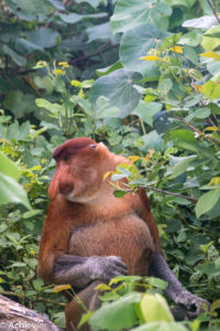 Borneo, Malaysia - Sarawak - Bako National Park - Hiking & Wildlife