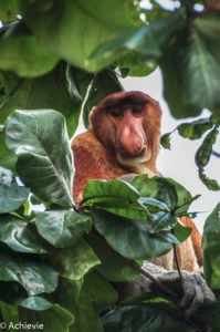 Borneo, Malaysia - Sarawak - Bako National Park - Hiking & Wildlife