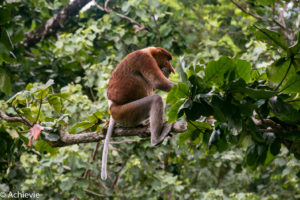 Borneo, Malaysia - Sarawak - Bako National Park - Hiking & Wildlife
