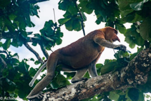 Borneo, Malaysia - Sarawak - Bako National Park - Hiking & Wildlife