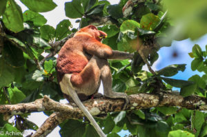 Borneo, Malaysia - Sarawak - Bako National Park - Hiking & Wildlife