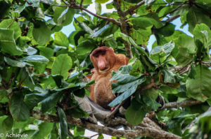 Borneo, Malaysia - Sarawak - Bako National Park - Hiking & Wildlife