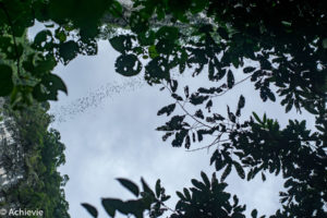 Borneo, Malaysia - Mulu - Gunung Mulu National Park - Bat exodus from Deer Cave
