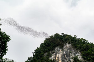 Borneo, Malaysia - Mulu - Gunung Mulu National Park - Bat exodus from Deer Cave
