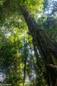 Borneo_Mulu_Hiking-0001