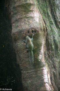 Borneo_Mulu_Hiking-0003